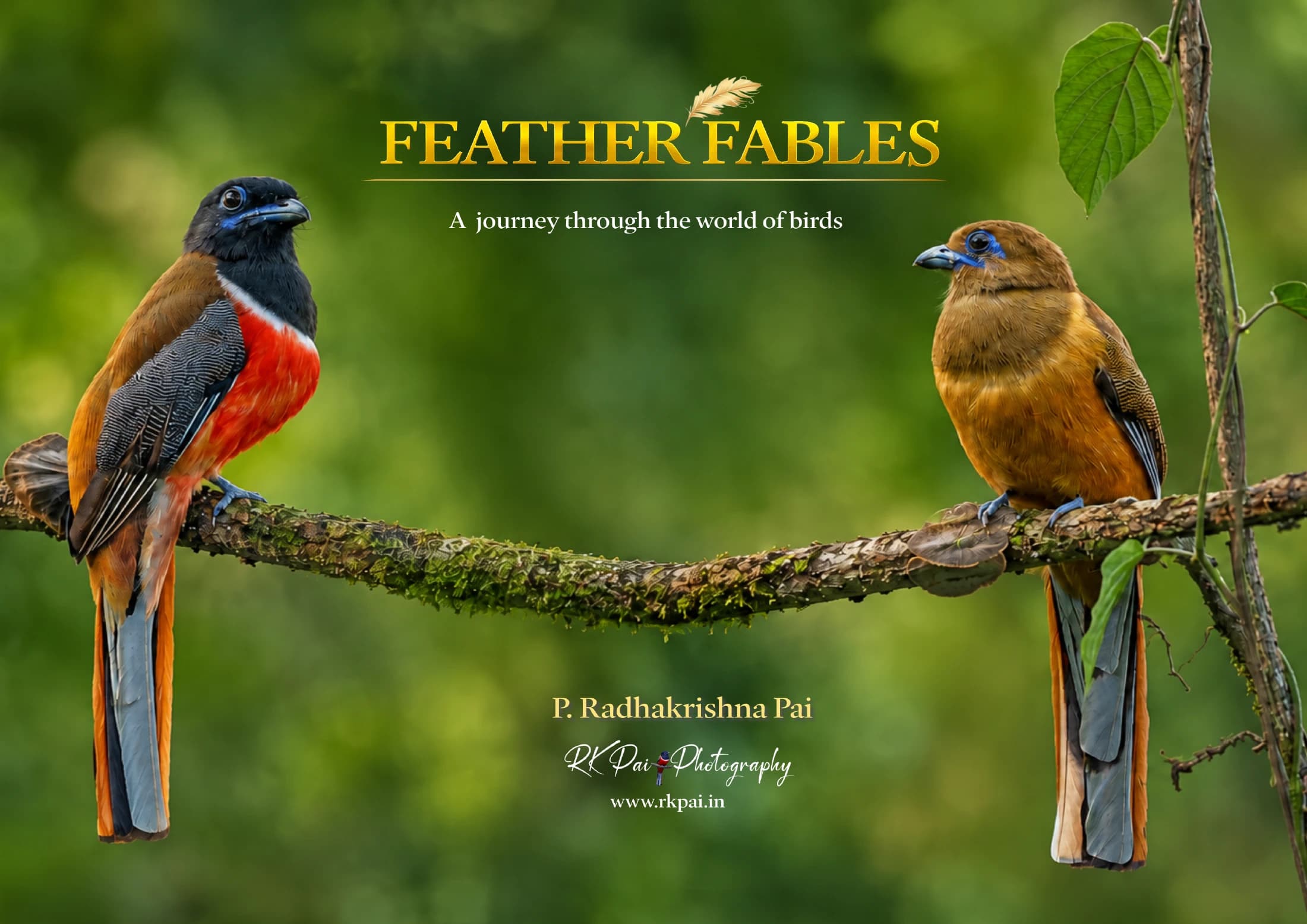 Feather Fables — cover