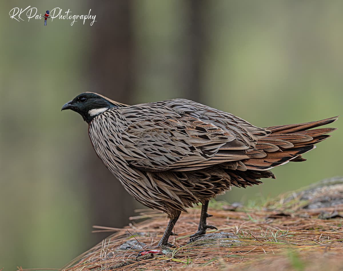 Koklass Pheasant – the silent guardian of the Himalayan woods 🌲 📍Clicked at Ranikhet, Uttarakhand | 2025