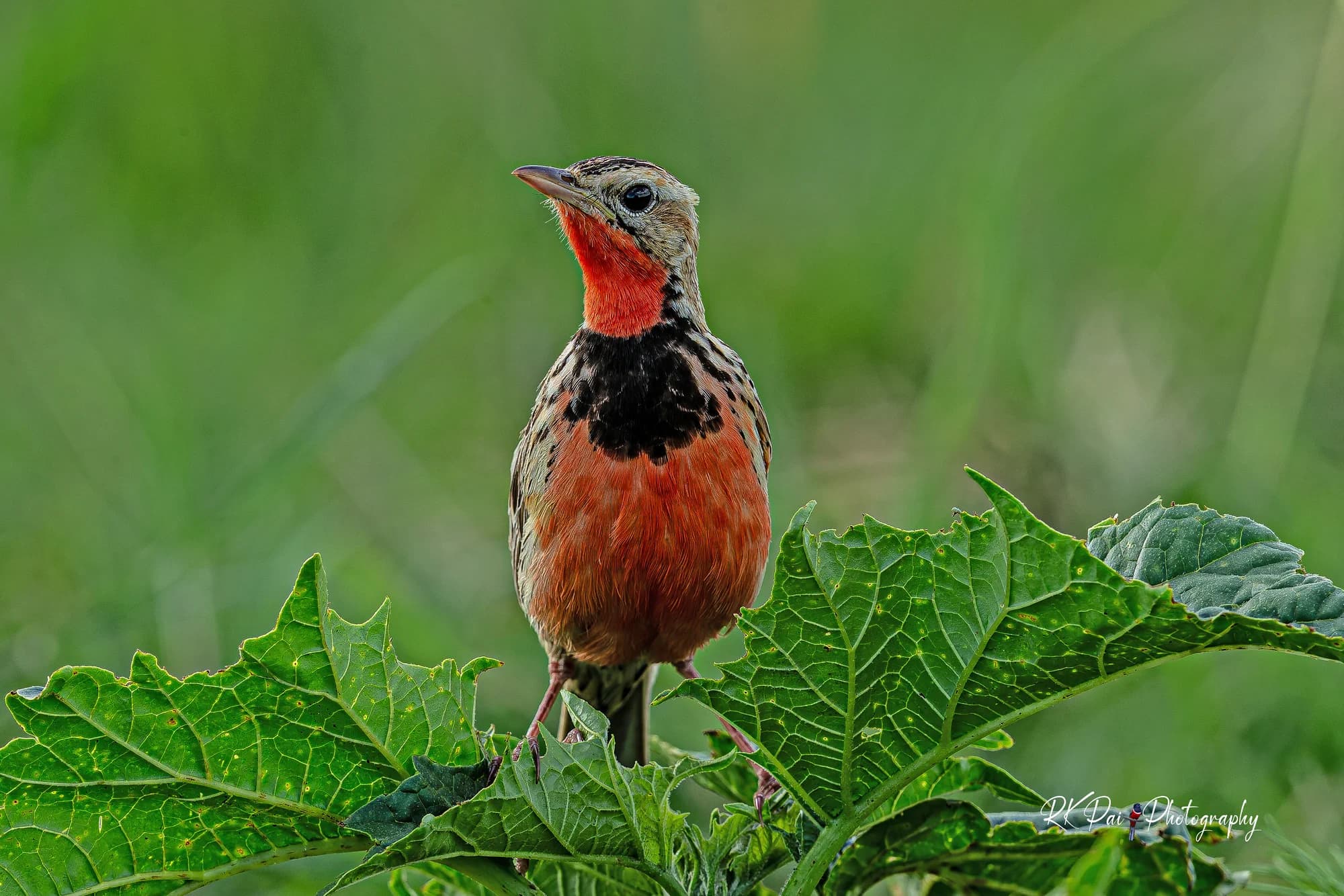 bird